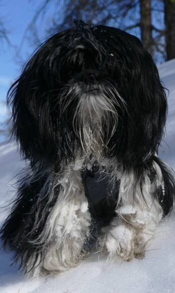 Pippa Des Canailles De Boubou