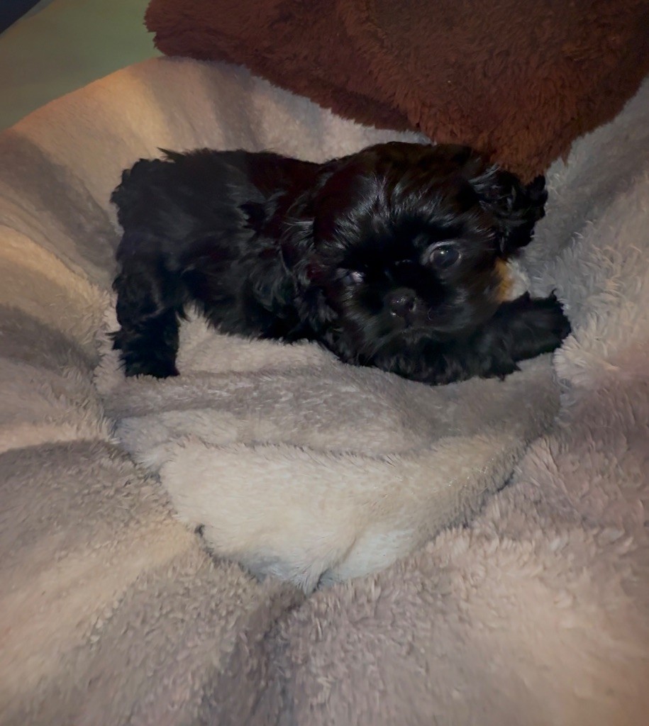 Des Canailles De Boubou - Chiot disponible  - Shih Tzu