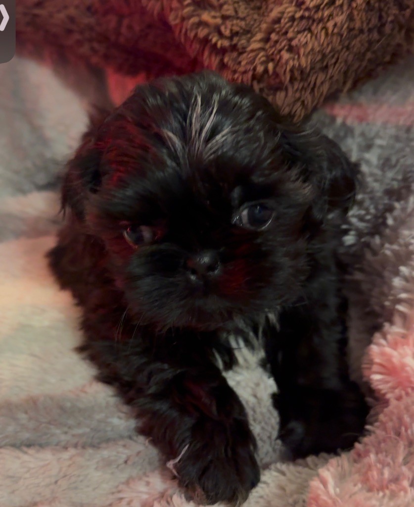 chiot Shih Tzu Des Canailles De Boubou