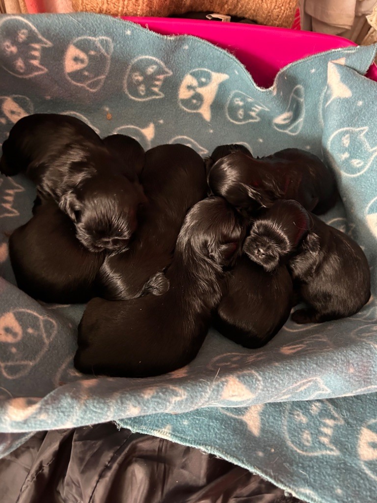 chiot Shih Tzu Des Canailles De Boubou