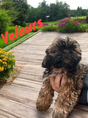 Velours 