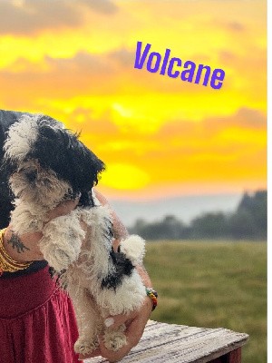 Volcane 