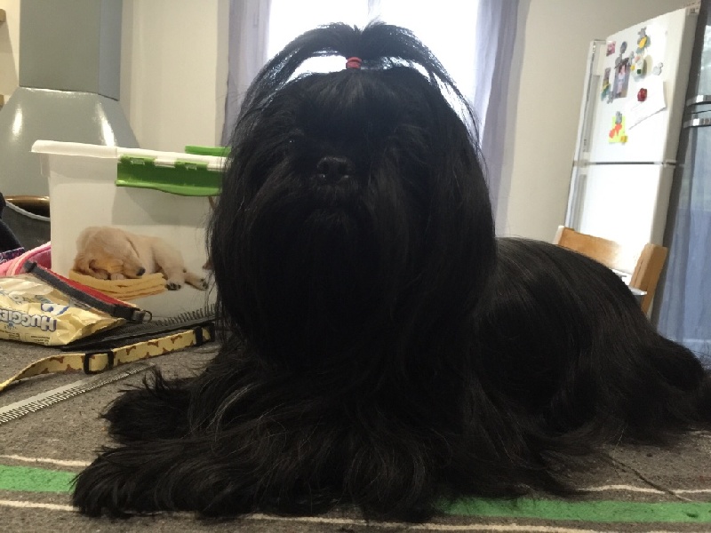 Feeby( chienne placée) d imperial khan shing