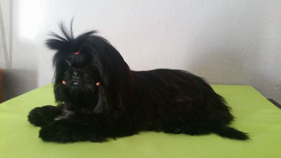 Miss black pearl Des Canailles De Boubou