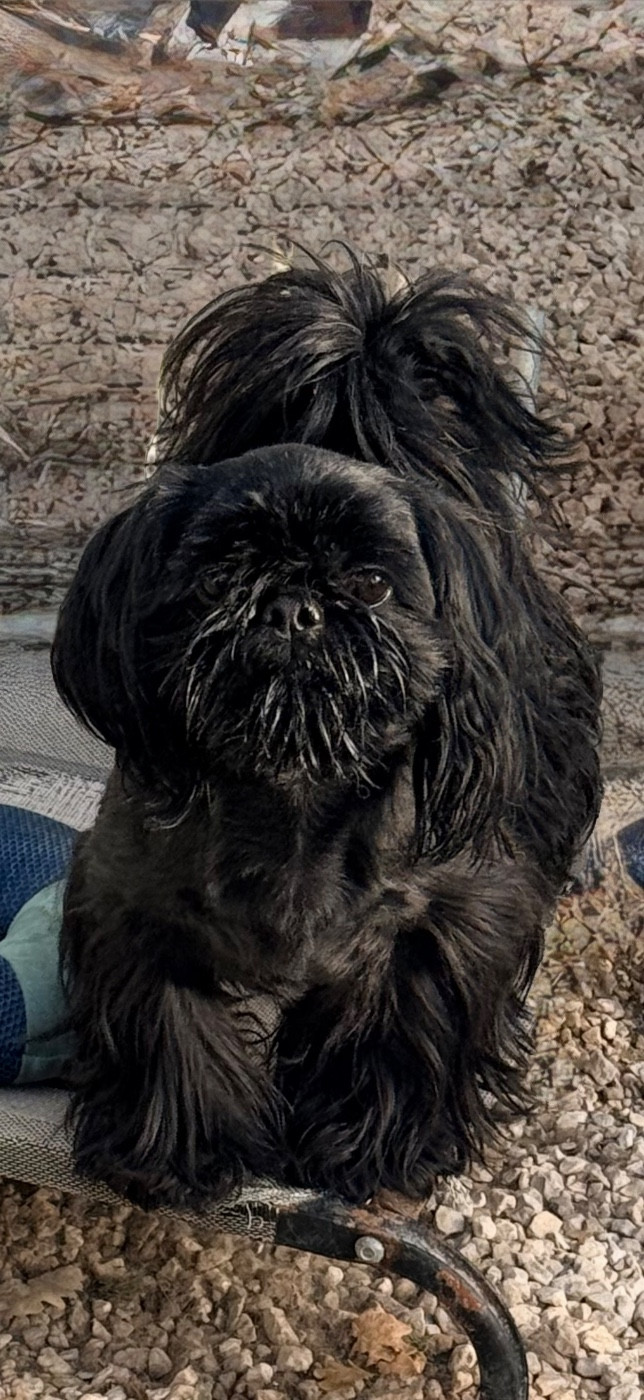 Shinzo sir blacky Du Domaine Des Joyaux Tibétains
