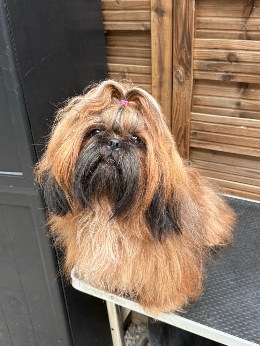 Velours Des Canailles De Boubou