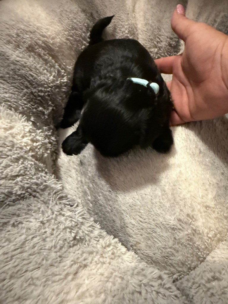 Des Canailles De Boubou - Chiots disponibles - Shih Tzu