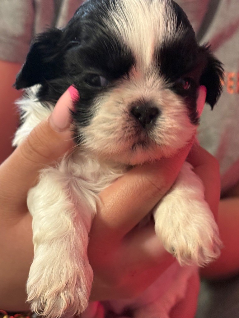 Des Canailles De Boubou - Chiots disponibles - Shih Tzu