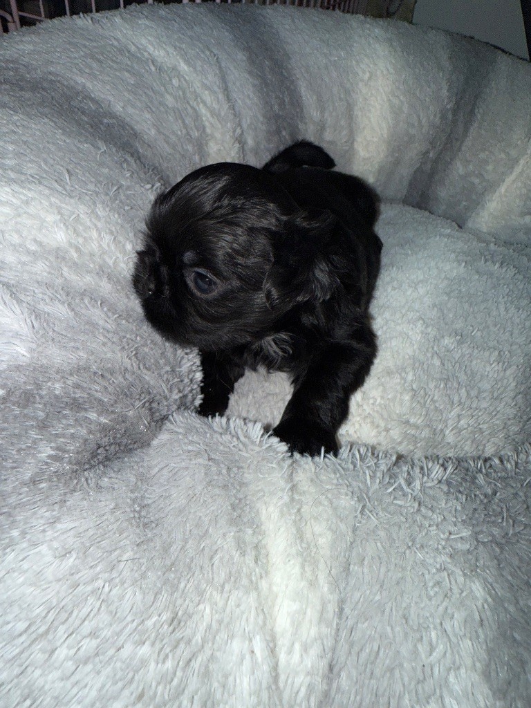 Des Canailles De Boubou - Chiots disponibles - Shih Tzu
