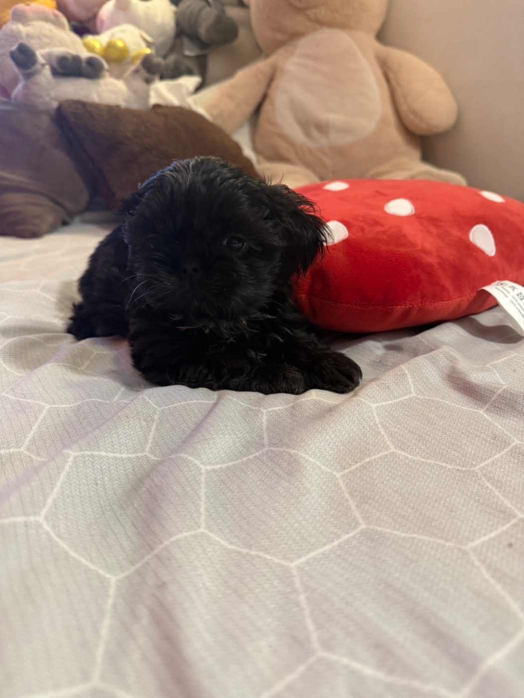 Des Canailles De Boubou - Chiots disponibles - Shih Tzu