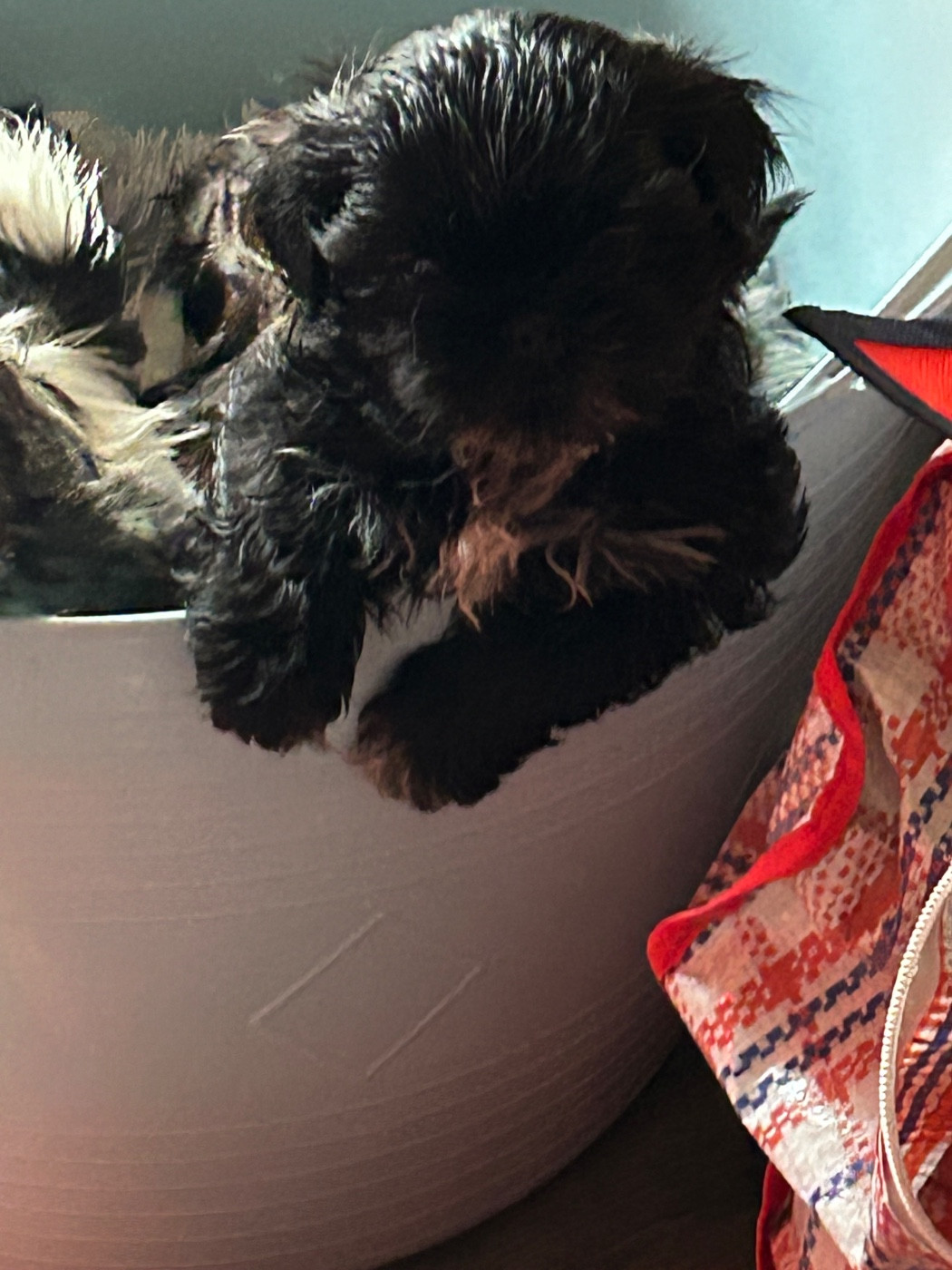 Des Canailles De Boubou - Chiots disponibles - Shih Tzu