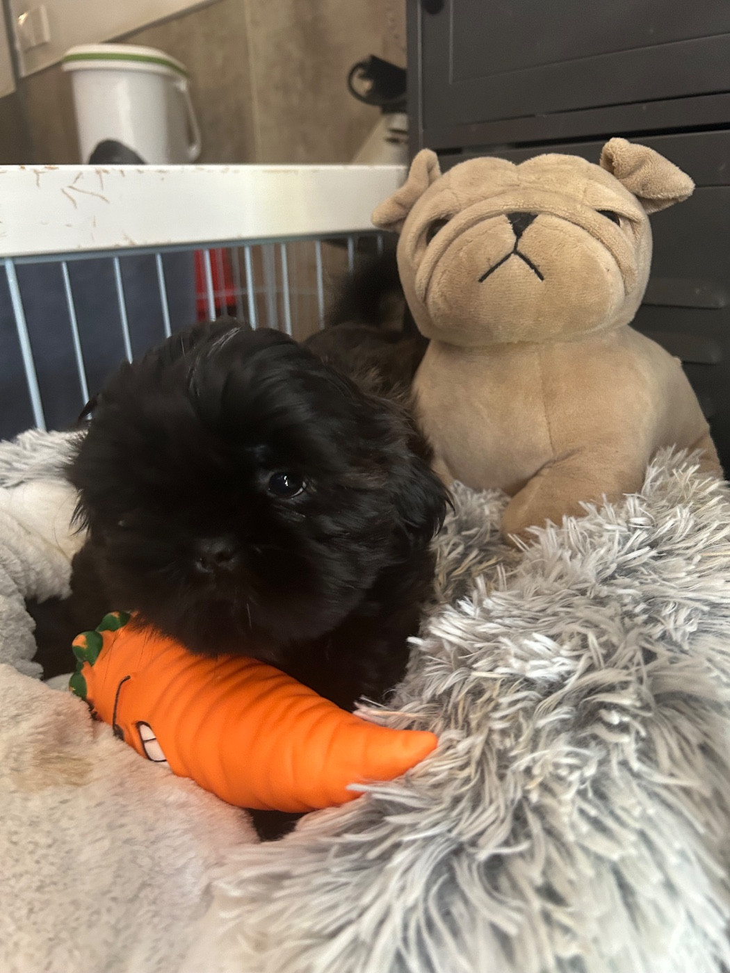 Des Canailles De Boubou - Chiots disponibles - Shih Tzu
