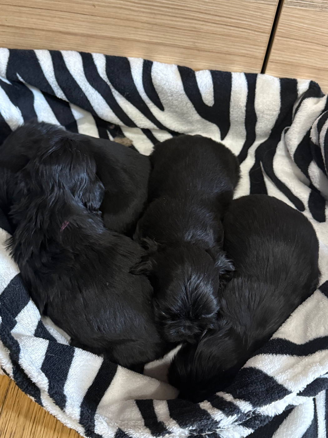 Chiot Shih Tzu Des Canailles De Boubou