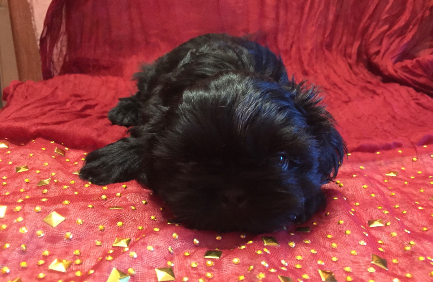 Des Canailles De Boubou - Chiots disponibles - Shih Tzu