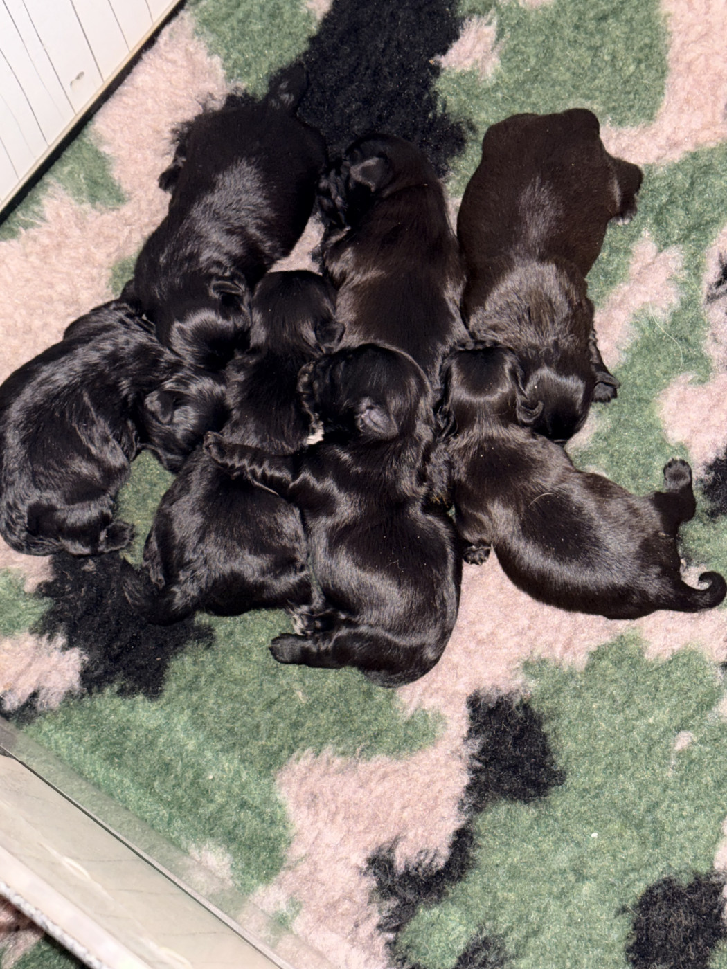 Chiot Shih Tzu Des Canailles De Boubou