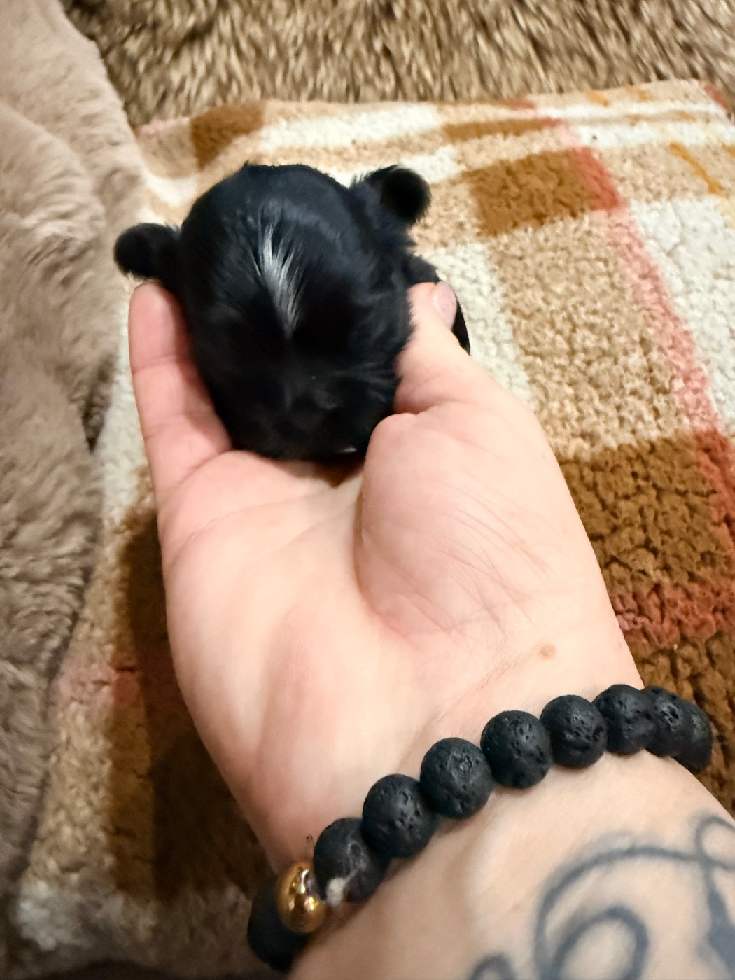 Des Canailles De Boubou - Chiots disponibles - Shih Tzu