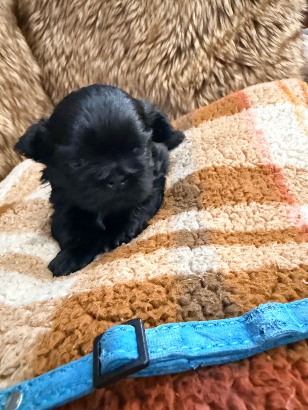 Des Canailles De Boubou - Chiots disponibles - Shih Tzu