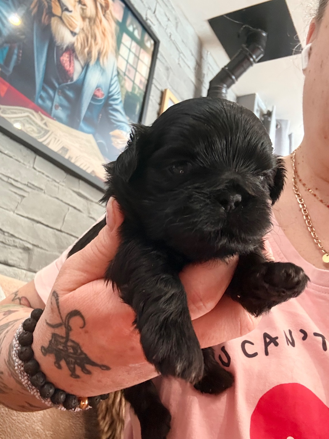 Des Canailles De Boubou - Chiots disponibles - Shih Tzu