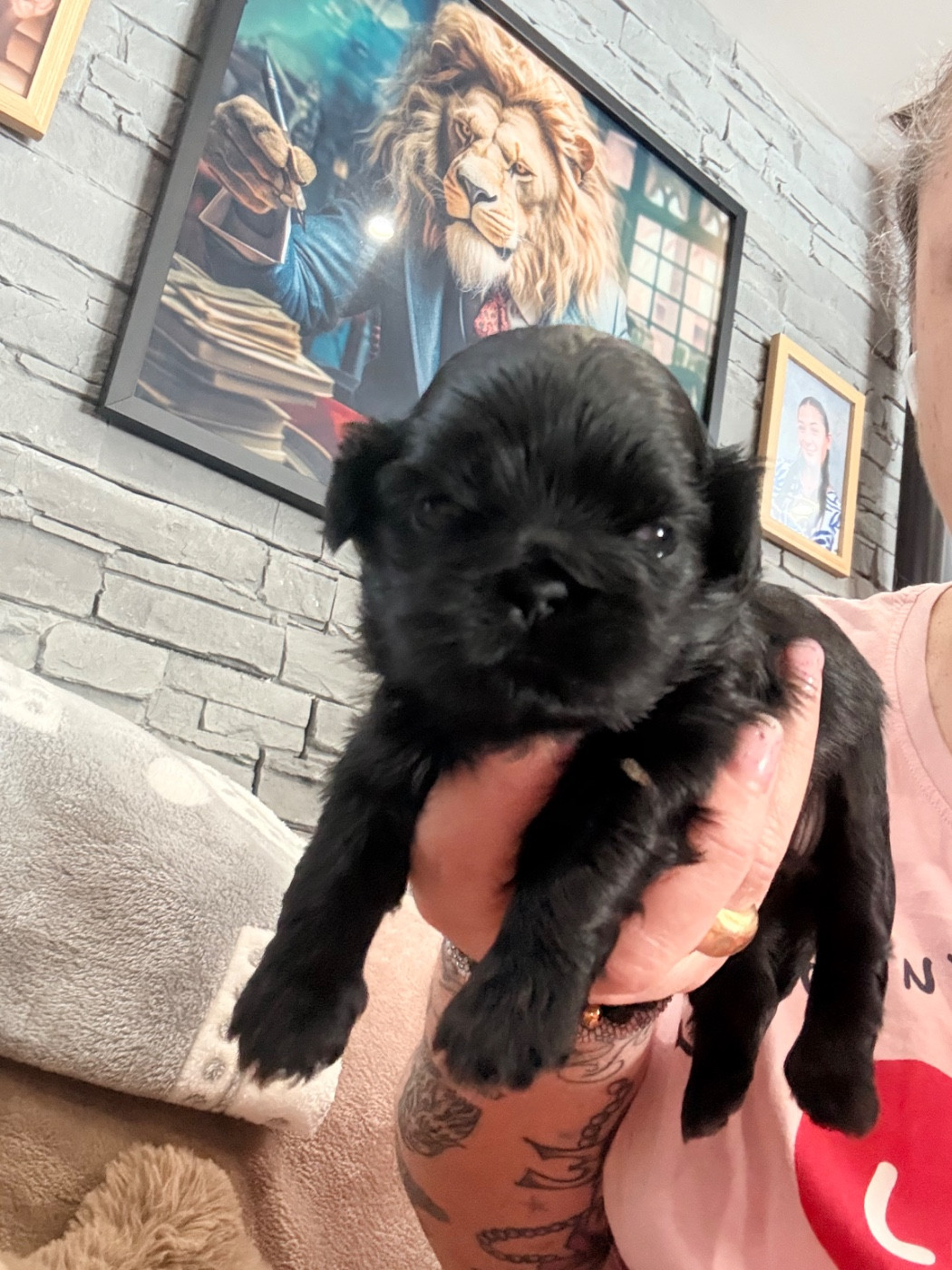 Chiot Shih Tzu Des Canailles De Boubou