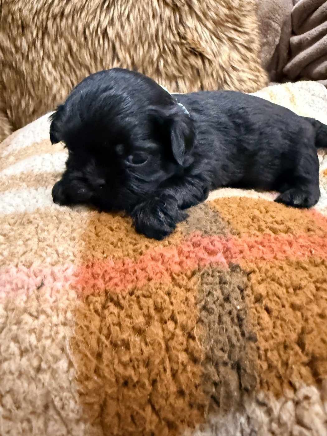 Des Canailles De Boubou - Chiots disponibles - Shih Tzu