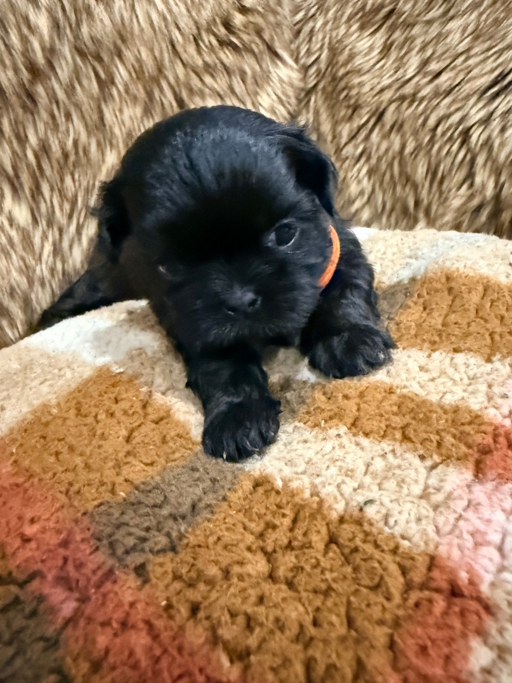 Des Canailles De Boubou - Chiots disponibles - Shih Tzu
