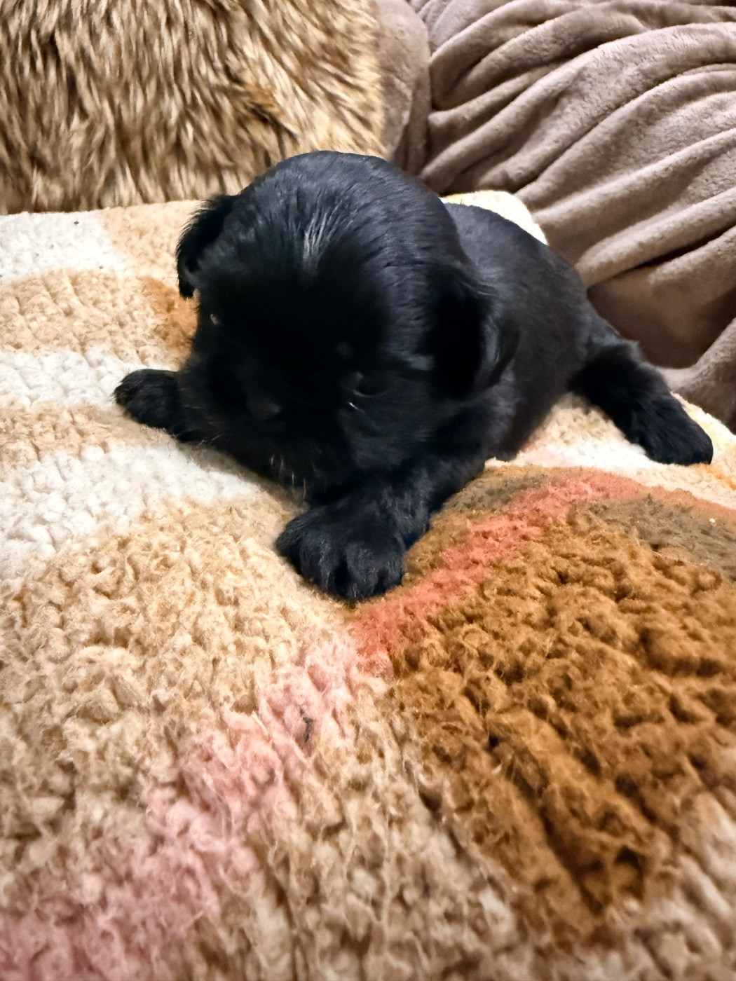 Des Canailles De Boubou - Chiots disponibles - Shih Tzu