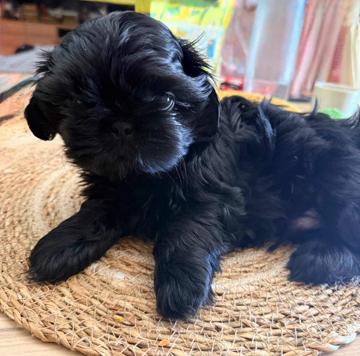 Des Canailles De Boubou - Chiots disponibles - Shih Tzu