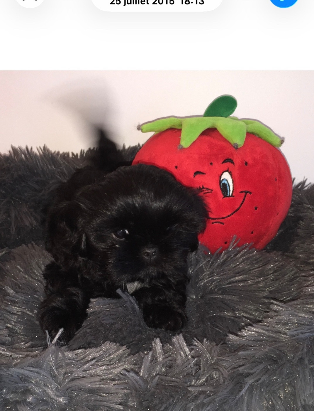Des Canailles De Boubou - Chiots disponibles - Shih Tzu