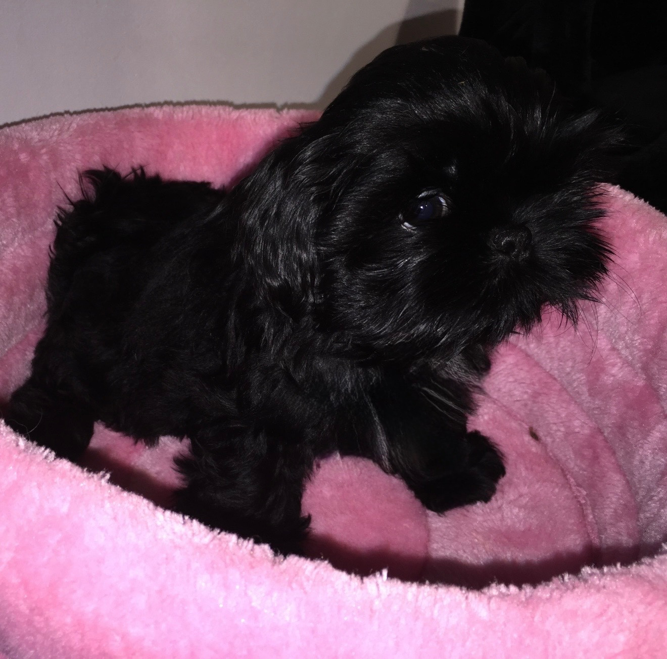 Des Canailles De Boubou - Chiots disponibles - Shih Tzu