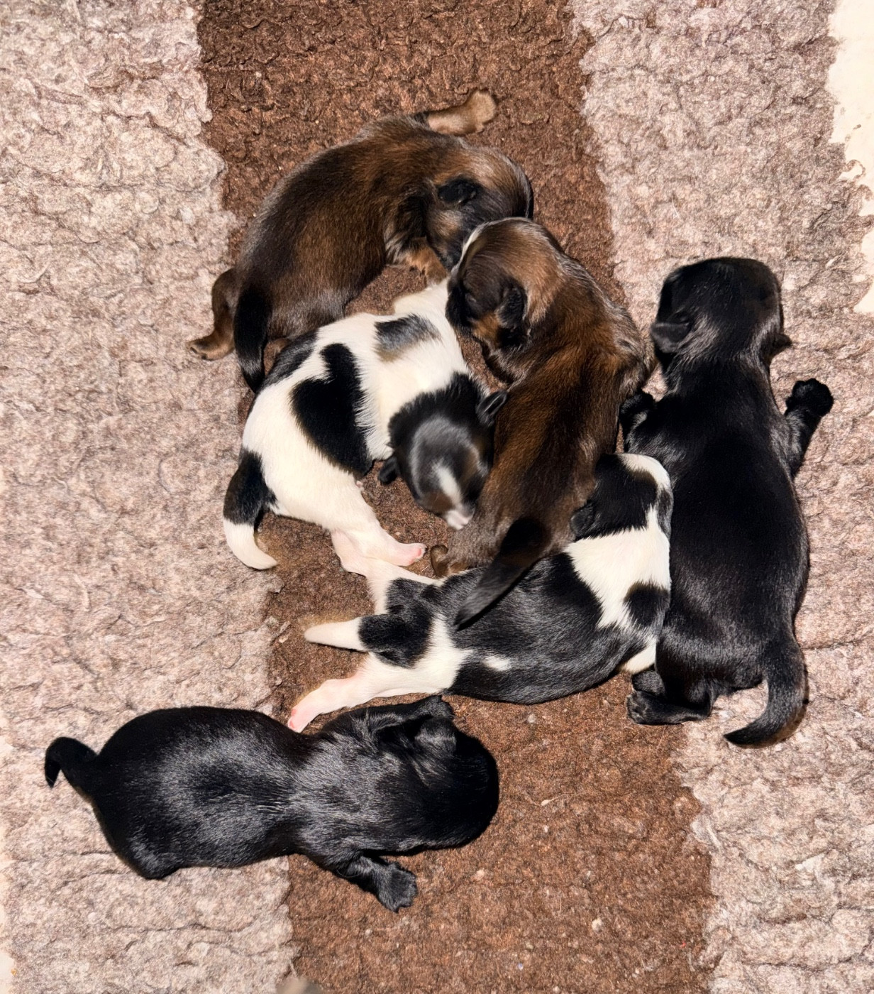 Chiot Shih Tzu Des Canailles De Boubou