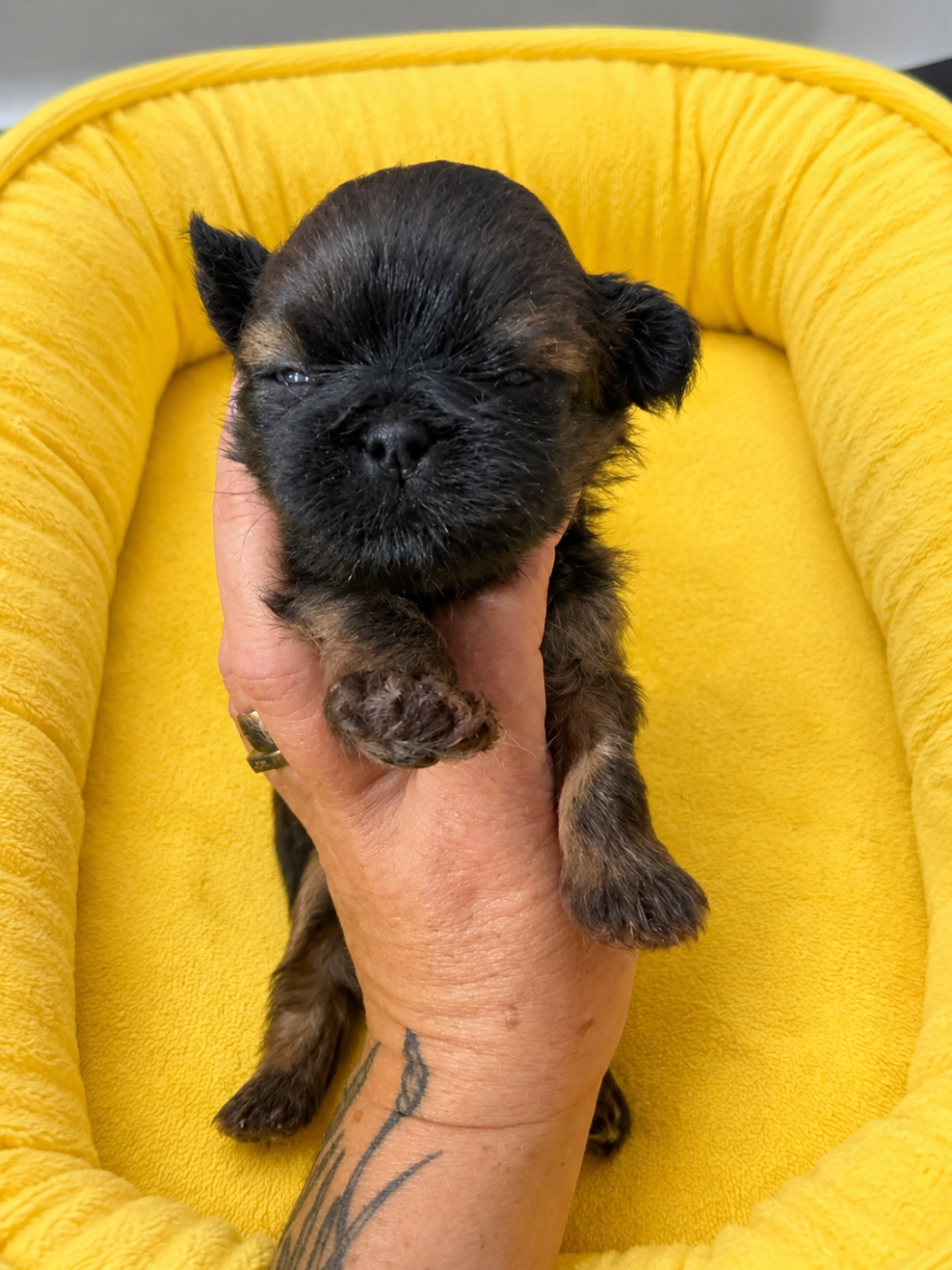 Des Canailles De Boubou - Chiots disponibles - Shih Tzu