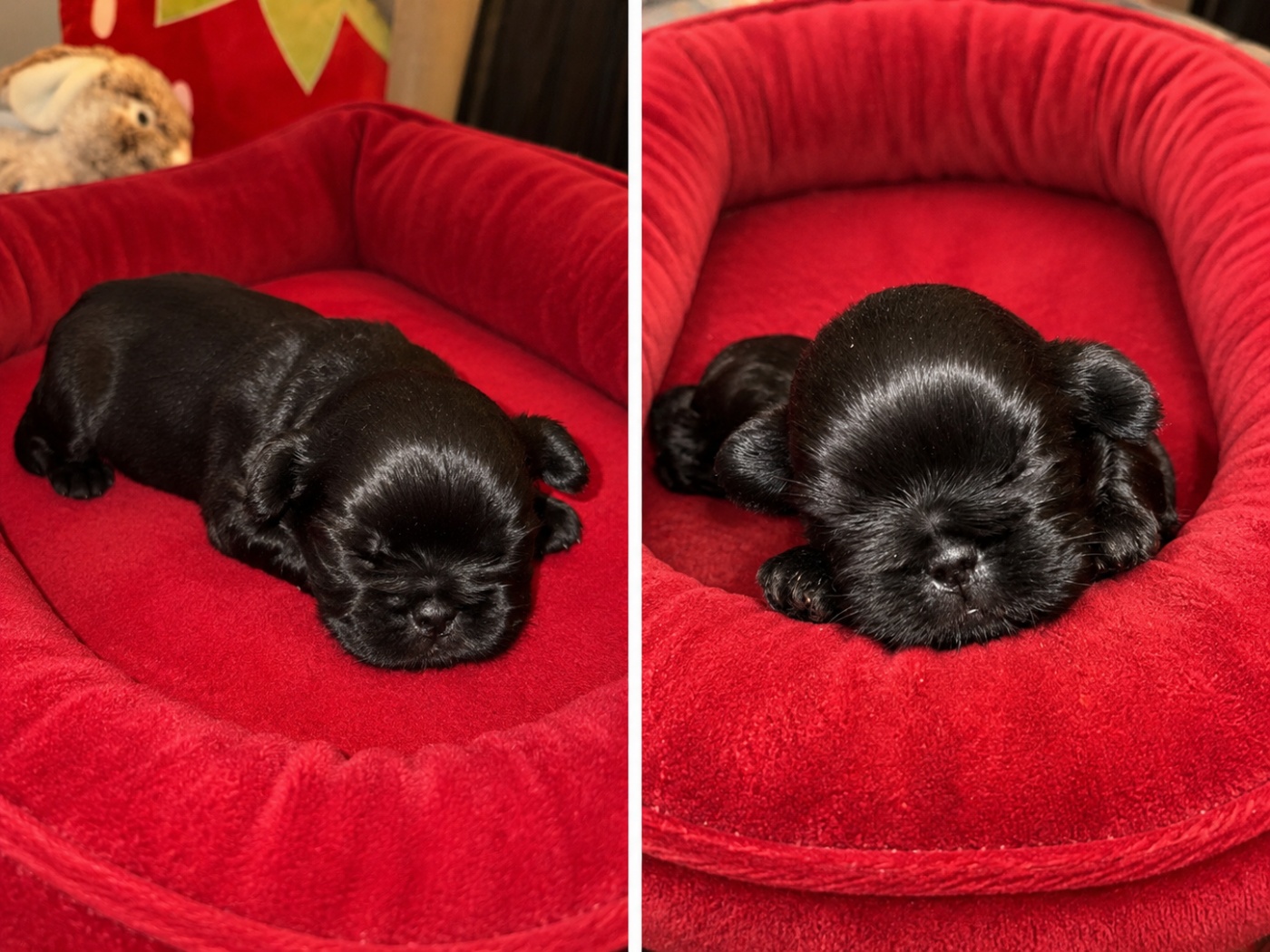 Des Canailles De Boubou - Chiots disponibles - Shih Tzu