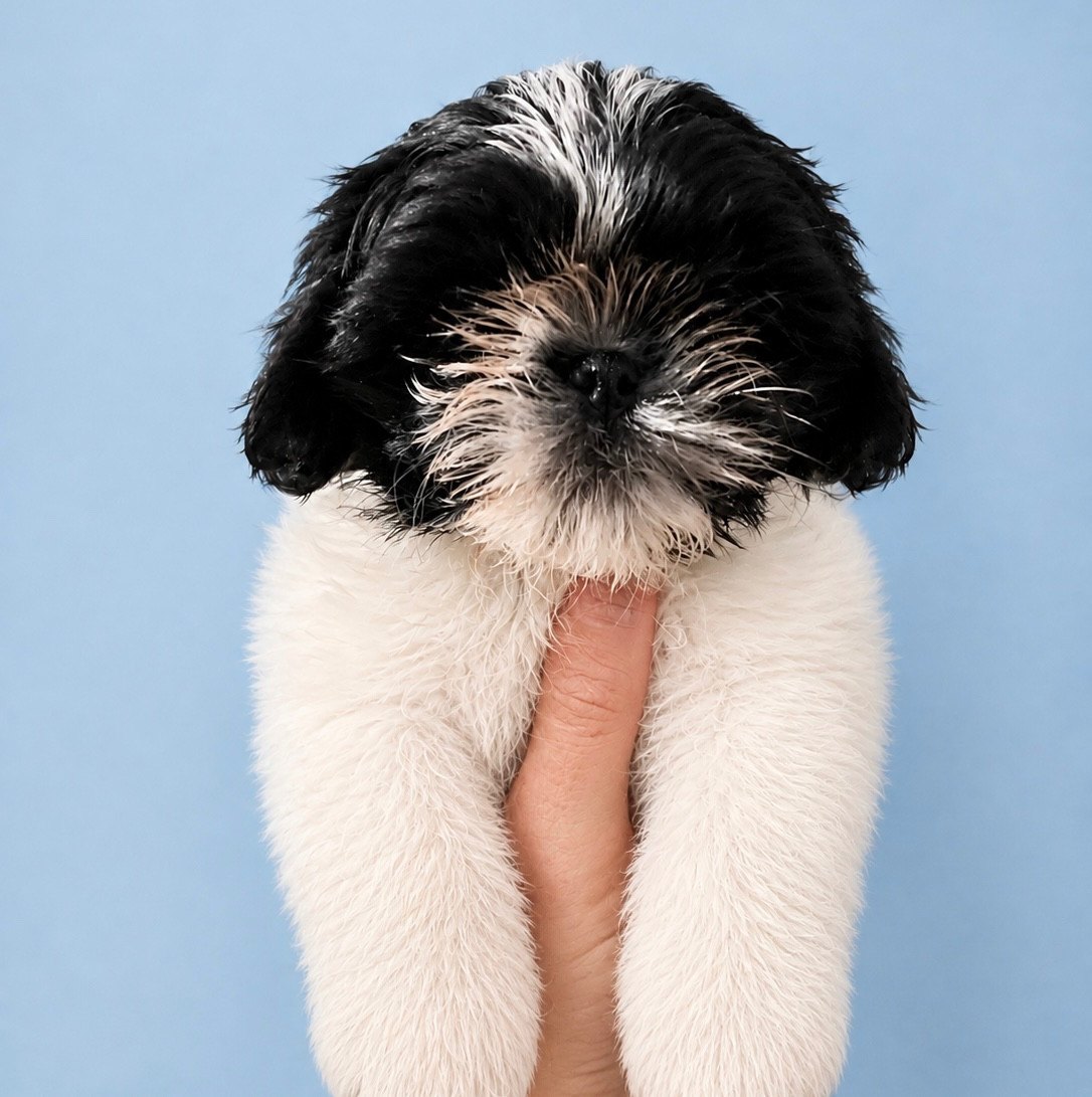 Des Canailles De Boubou - Chiots disponibles - Shih Tzu