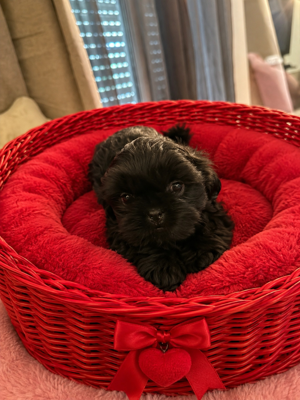 Des Canailles De Boubou - Chiots disponibles - Shih Tzu