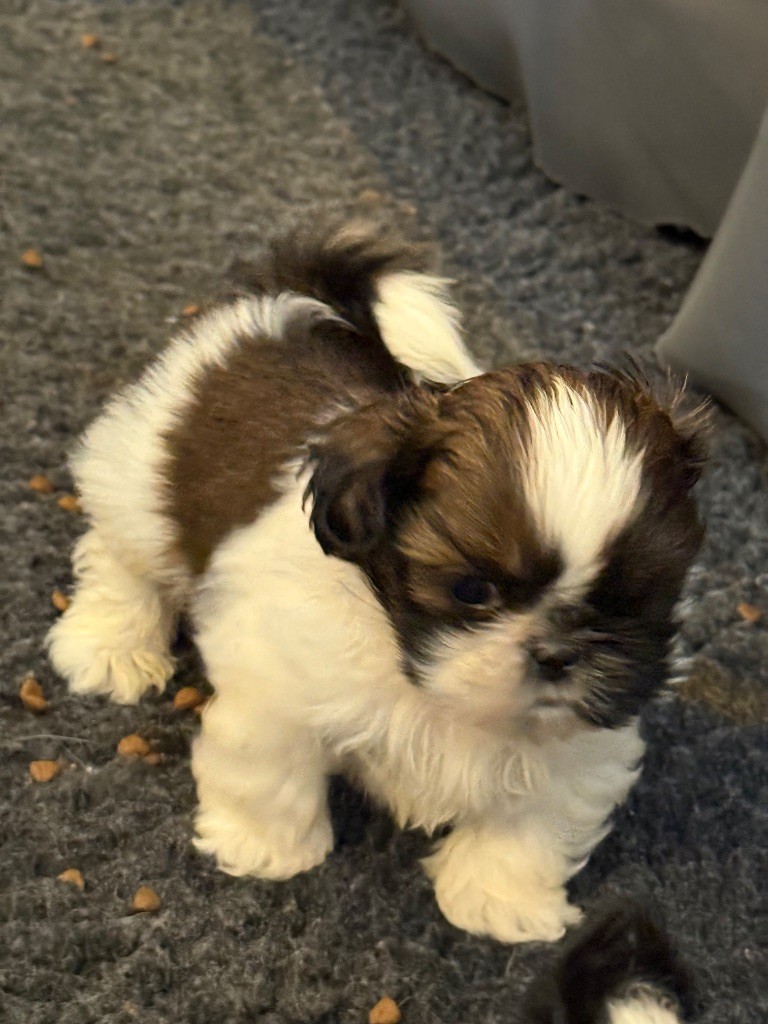 Des Canailles De Boubou - Chiots disponibles - Shih Tzu