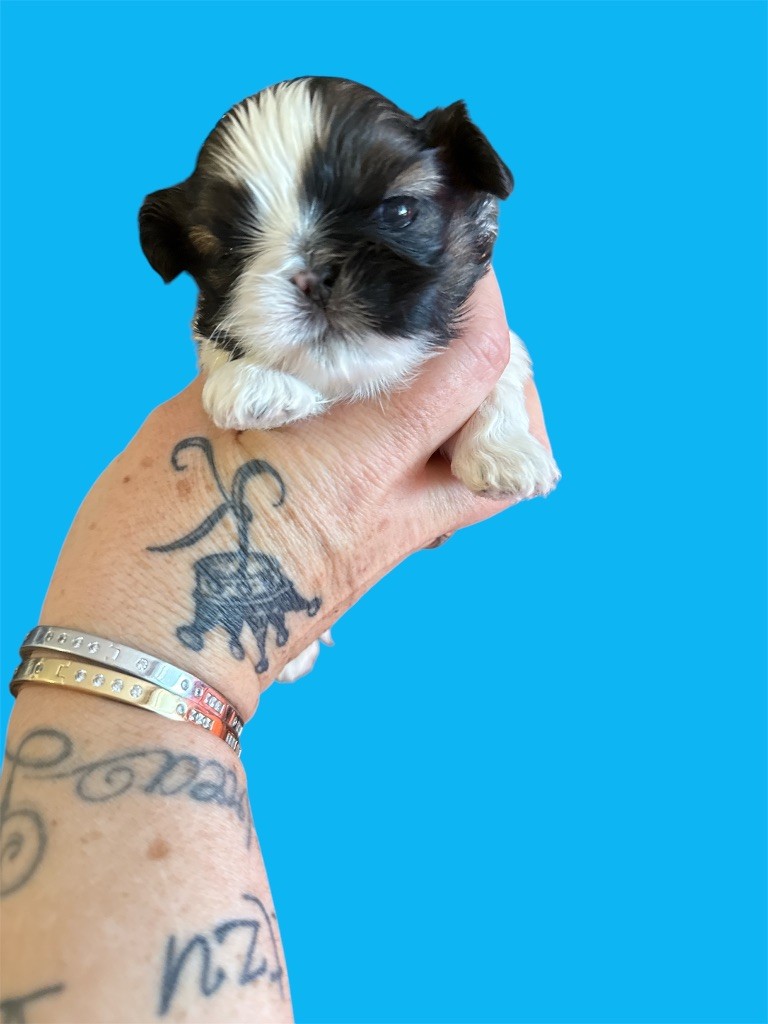 Des Canailles De Boubou - Chiots disponibles - Shih Tzu