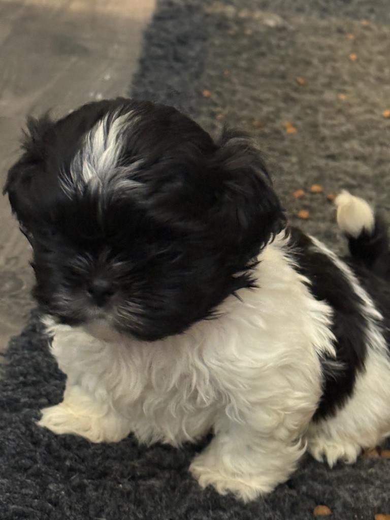 Des Canailles De Boubou - Chiots disponibles - Shih Tzu