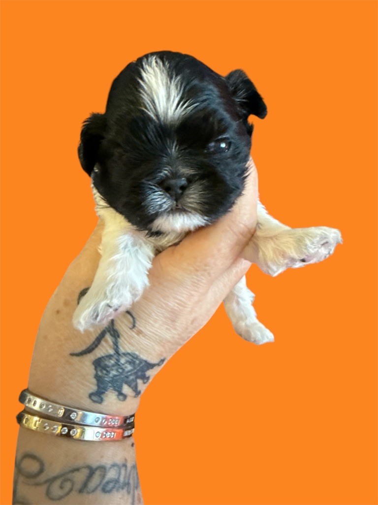 Des Canailles De Boubou - Chiots disponibles - Shih Tzu