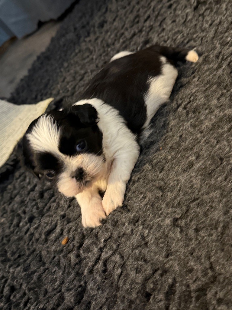 Des Canailles De Boubou - Chiots disponibles - Shih Tzu