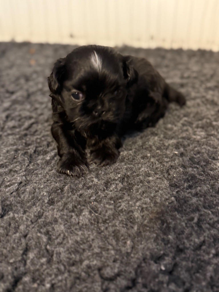 Des Canailles De Boubou - Chiots disponibles - Shih Tzu