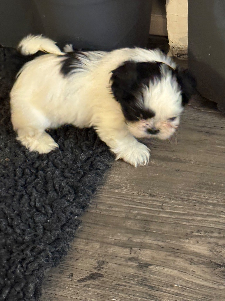 Des Canailles De Boubou - Chiots disponibles - Shih Tzu