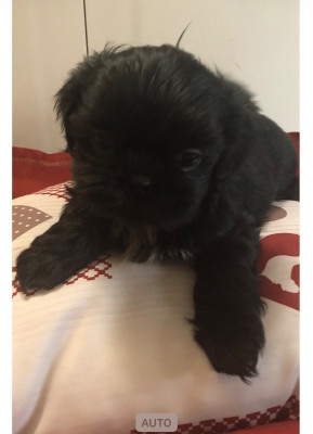 A.....................