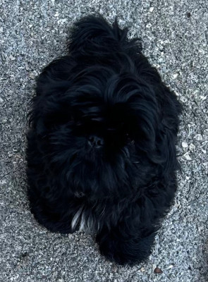 Babou