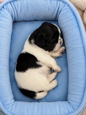 Chiot N°4