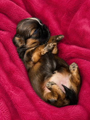 Chiot N°6