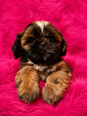 Boubou