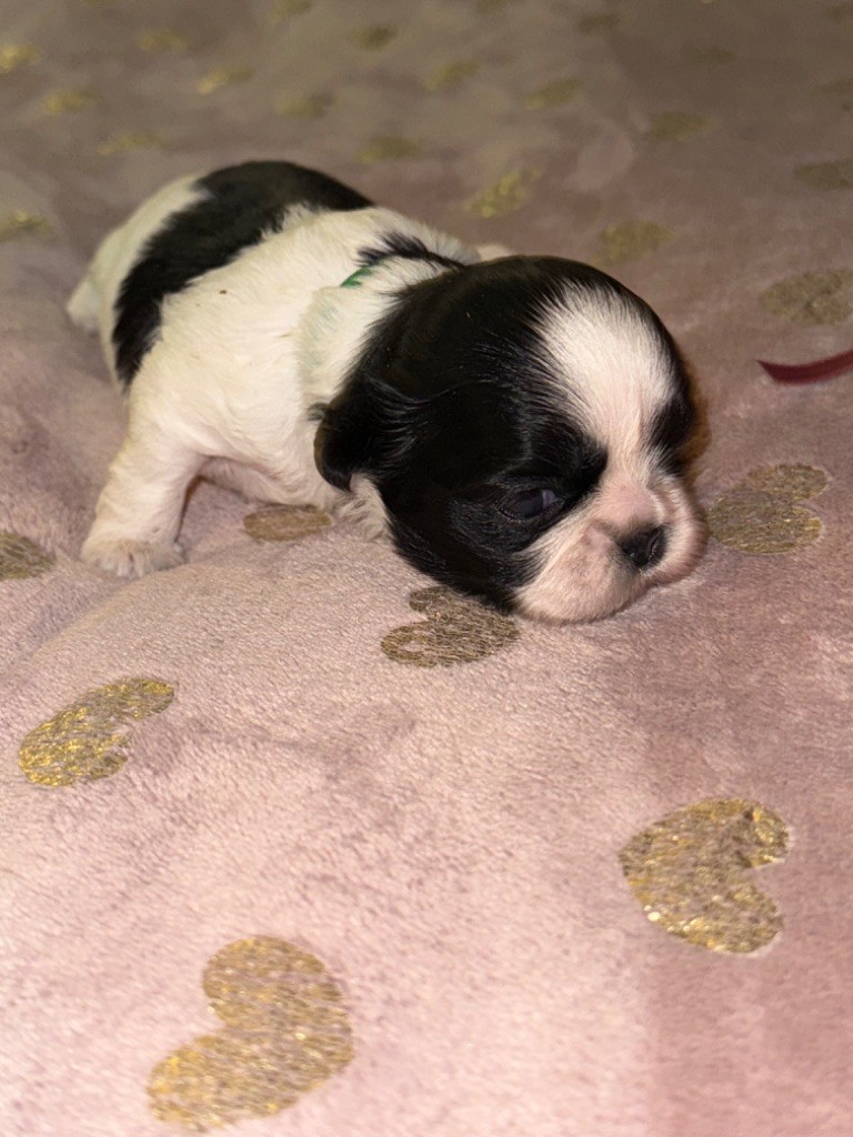 Des Canailles De Boubou - Chiots disponibles - Shih Tzu