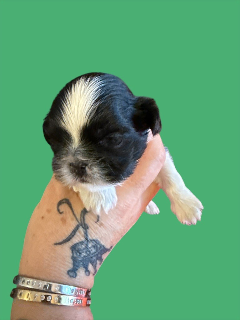 Des Canailles De Boubou - Chiots disponibles - Shih Tzu