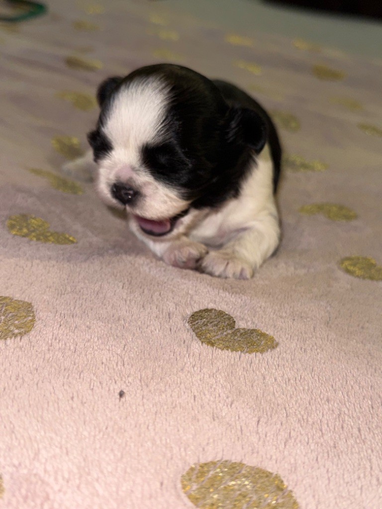 Des Canailles De Boubou - Chiots disponibles - Shih Tzu