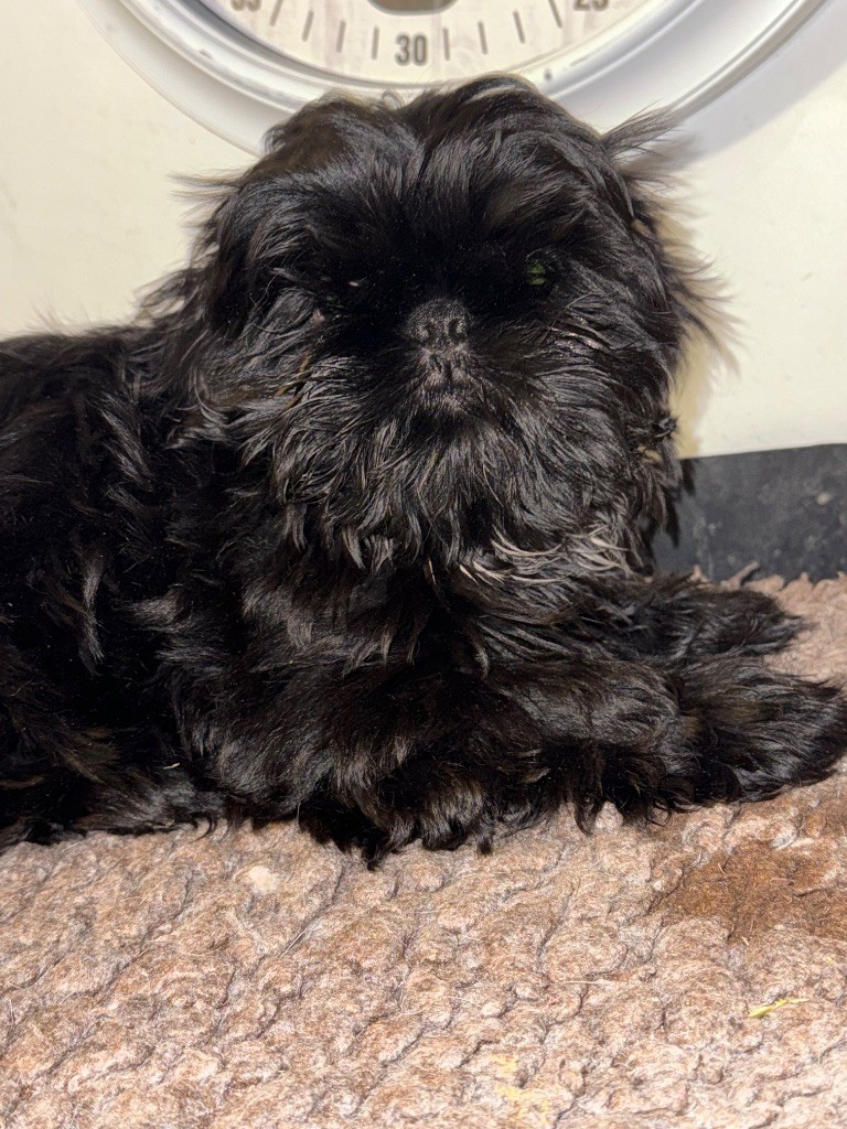 Des Canailles De Boubou - Chiots disponibles - Shih Tzu